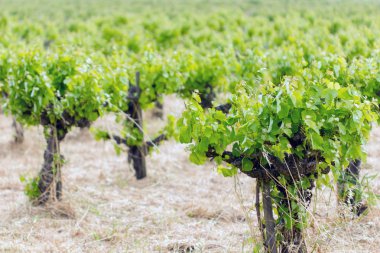 bağ yaprak yeşil bir bahar sezonu dolu 