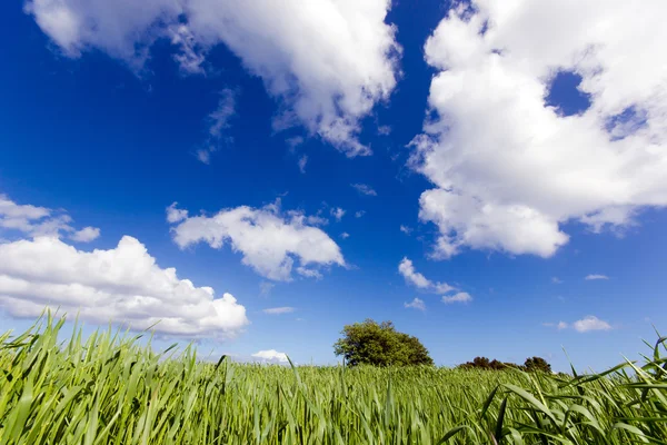 Paisaje de un campo con hierba y nubes —  Fotos de Stock