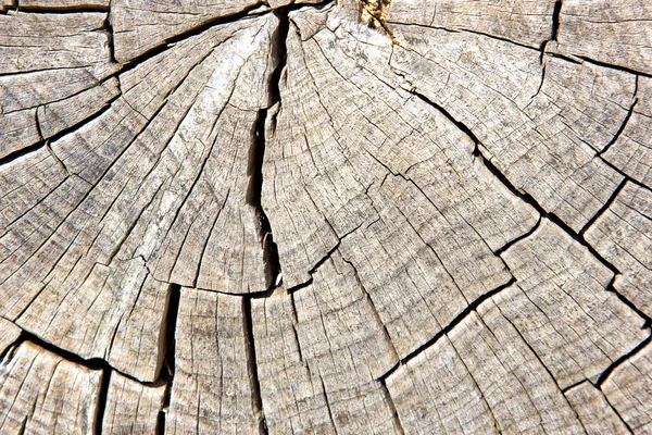 Closeup of trunke — Stock Photo, Image