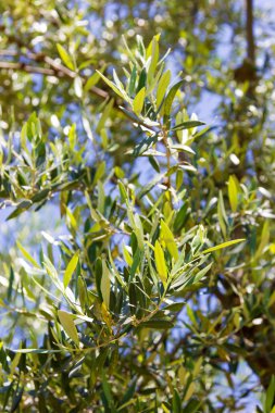 zeytin ağacı yapraklar