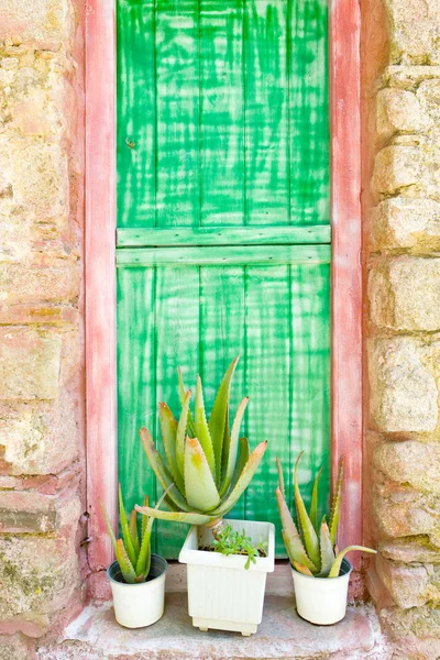 Cactus delante de la puerta — Foto de Stock