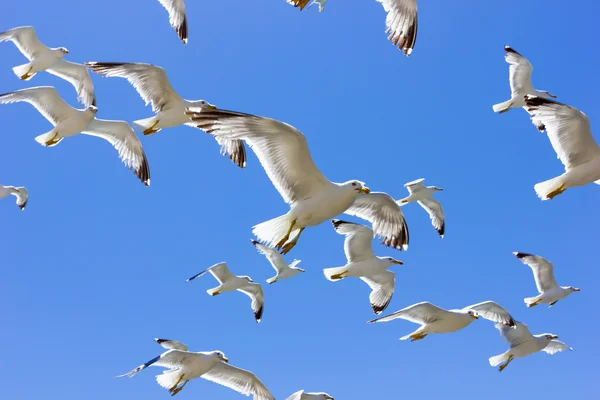 Enxame de gaivotas voadoras — Fotografia de Stock