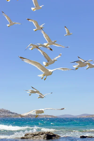 Svärm av flyger fiskmåsar — Stockfoto