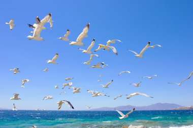Deniz martı uçan sürüsü