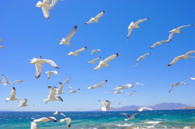 Deniz martı uçan sürüsü