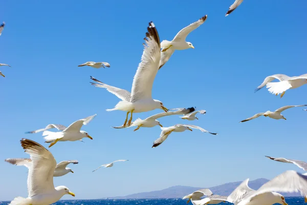 Swarm Sea Gulls Flying Close Beach Mykonos Island Greece — Stock Photo, Image