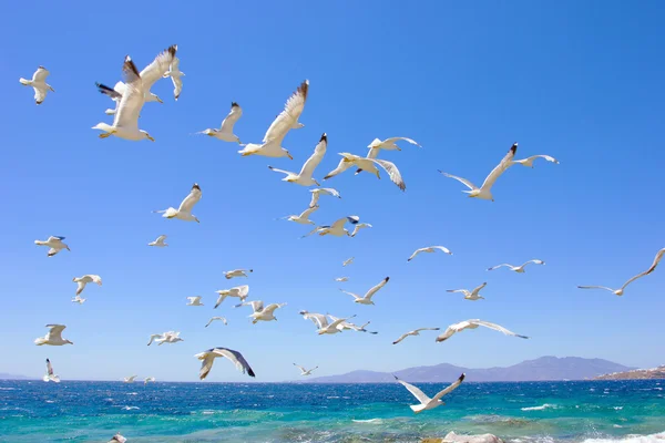 Enxame de gaivotas voadoras — Fotografia de Stock