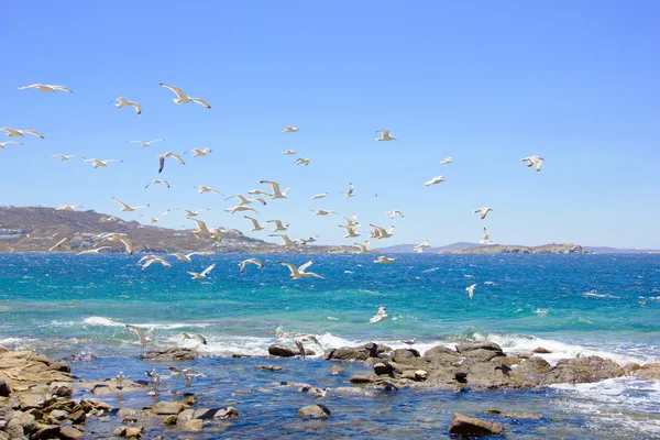 Schwarm fliegender Möwen — Stockfoto