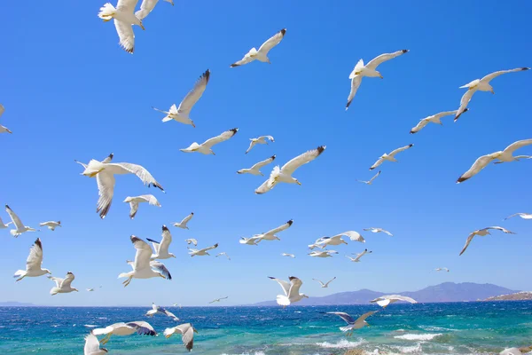 Swarm of flying sea gulls — Stock Photo, Image