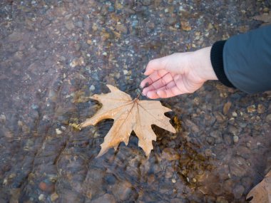 Doğada bir sonbahar mevsimi yaprağı tutan kızın elini yakın çekim  