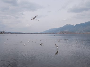 Ioannina kenti Epirus Yunanistan gölünde uçan kuş sürüsü