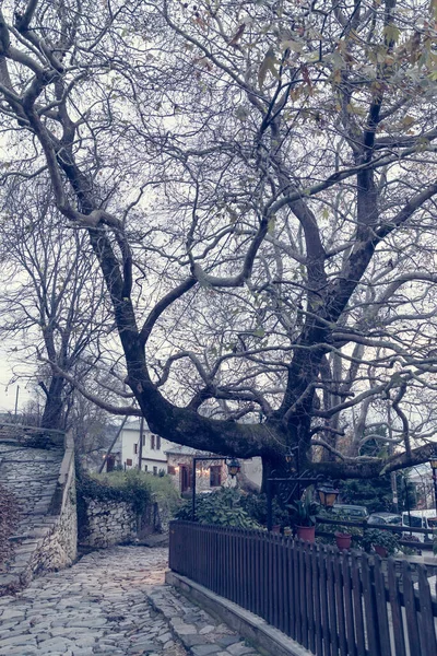 Pilio Taştan Bir Köy Öğleden Sonra Büyük Bir Ağacı Var — Stok fotoğraf