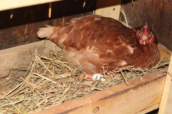 Chicken — Stock Photo, Image