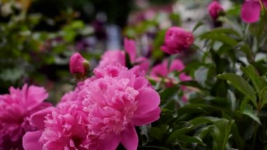 Large peony flowers close-up on a flowerbed in a small town