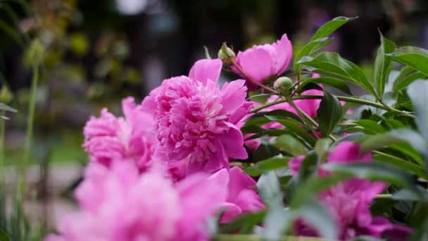 Large Peony Flowers Close Flowerbed Small Town — Vídeos de Stock