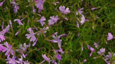 Kapalı pembe çiçekler rüzgarda sallanıyor