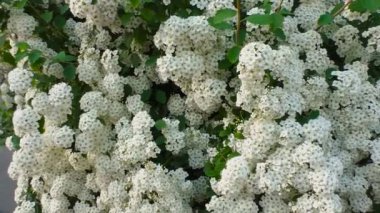 Küçük beyaz kızılötesi çalı çiçekleri.