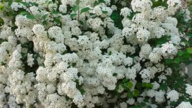 Bahçedeki güzel beyaz çiçekler