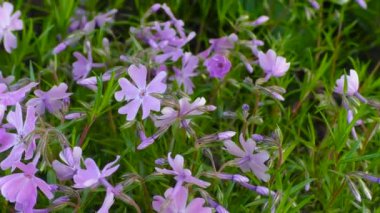 Kapalı pembe çiçekler rüzgarda sallanıyor