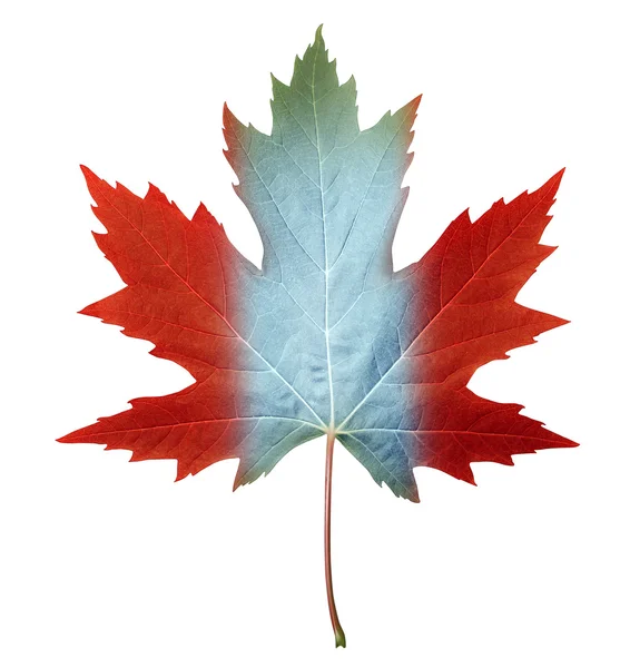 Канада Maple Leaf — стоковое фото