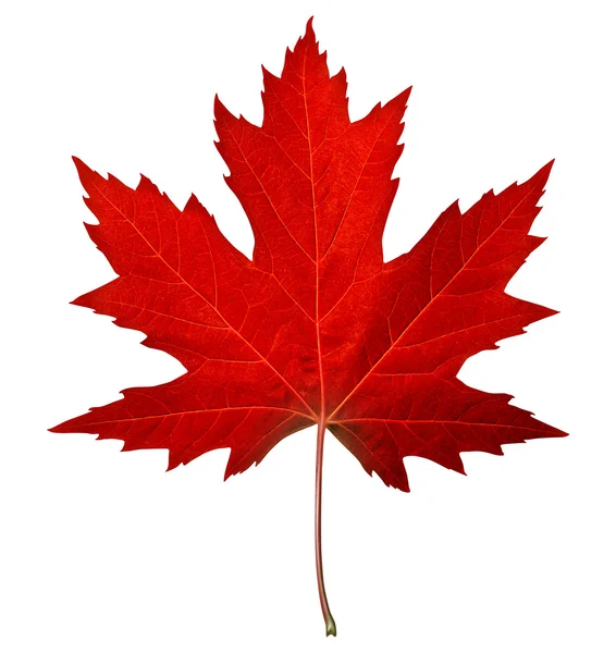 Red Maple Leaf — Stock Photo, Image