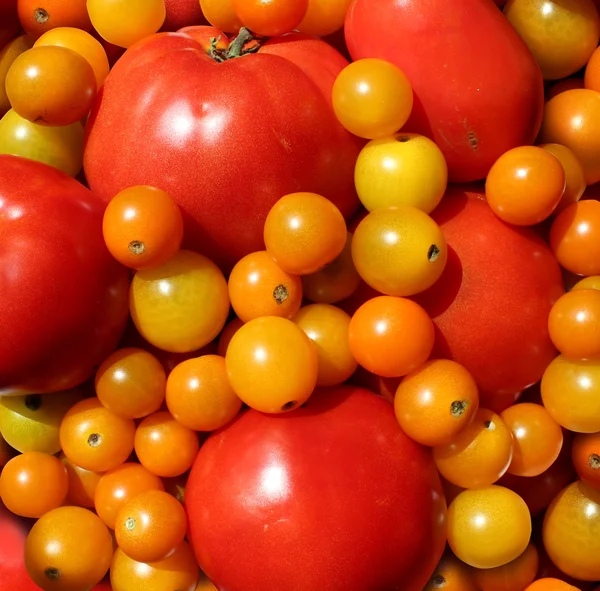Tomato Wallpaper — Stock Photo, Image