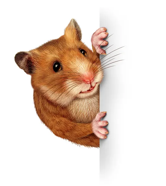 Hamster Holding A Blank Card — Stock Image Hamster Holding A Blank Card Royalty Free Stock Photos