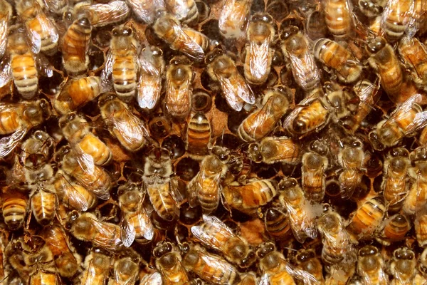 Abejas y miel de colmena — Foto de Stock