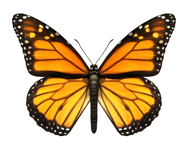 Mariposa monarca — Foto de Stock