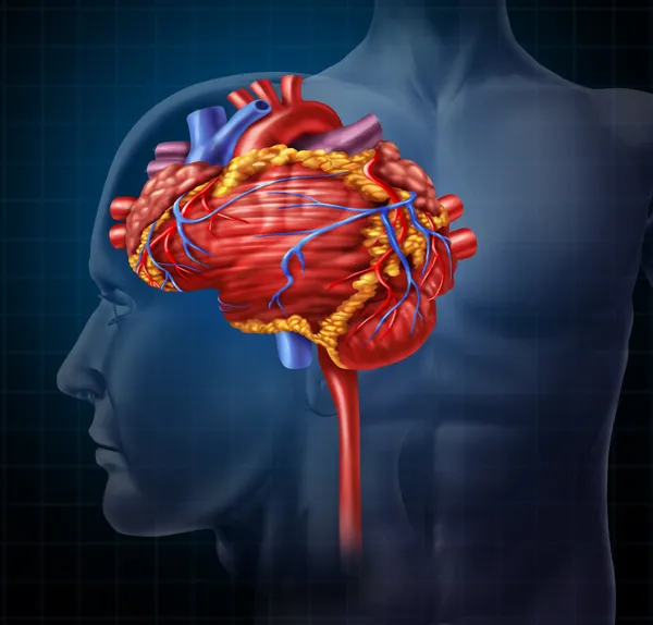 Сердечный мозг — стоковое фото