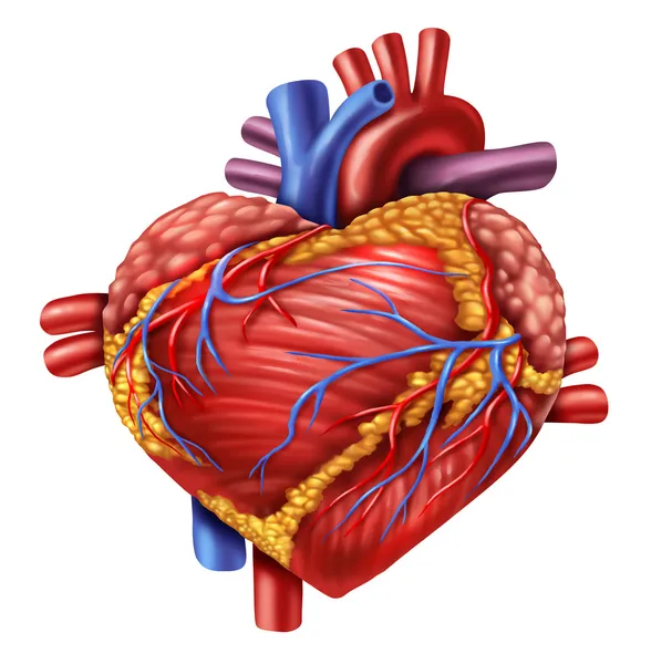 Menselijk hart liefde — Stockfoto