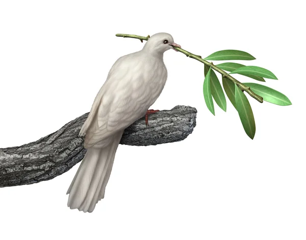 鸽子和橄榄枝 — 图库照片