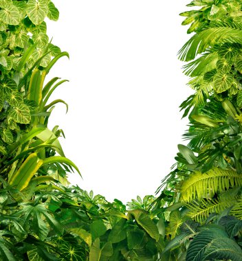 Tropical Plants Blank Frame