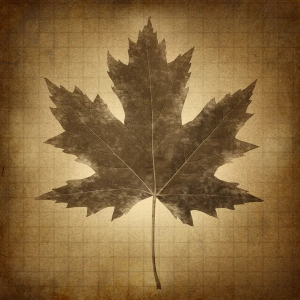 Grunge Leaf — Stock Photo, Image