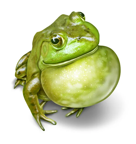 Froschkehle aufgeblasen — Stockfoto