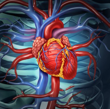 Cardiovascular Human Heart clipart