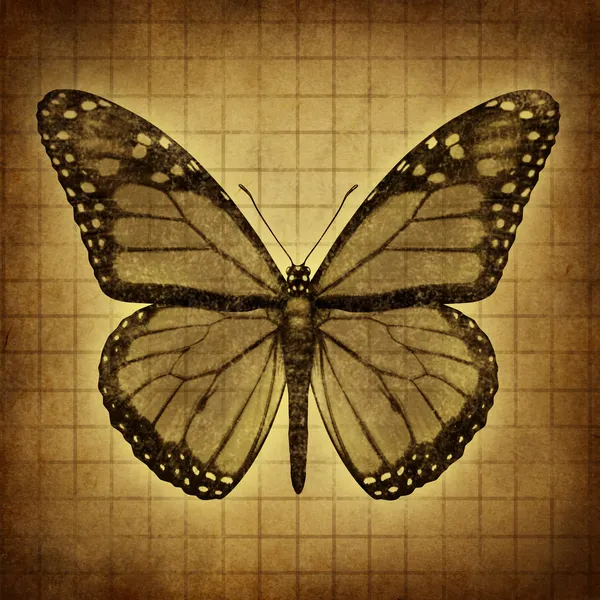 Textura Grunge borboleta — Fotografia de Stock