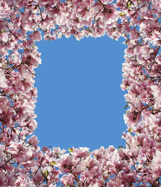Kwiat magnolii ramki — Zdjęcie stockowe