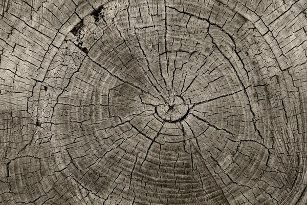 Tree Rings — Stock Photo, Image