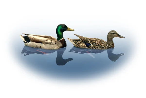 Mallard Ducks — Stock Photo, Image