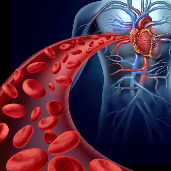 Heart Blood Health — Stock Photo, Image