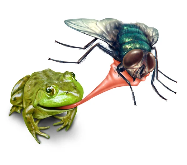 Frog Catching Bug — Stock Photo, Image