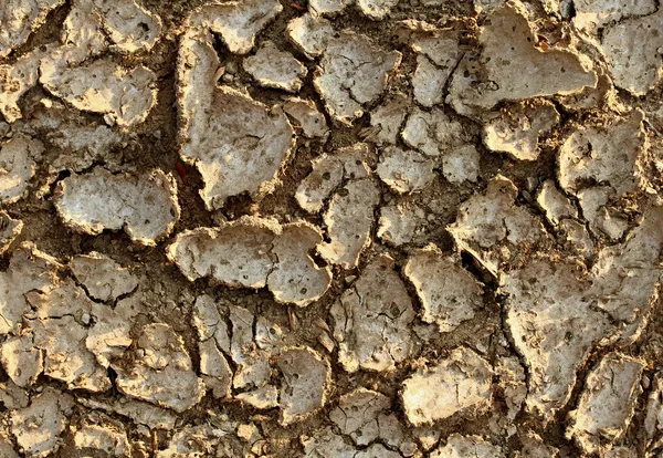Medio ambiente de sequía — Foto de Stock
