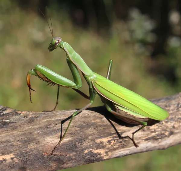 Praying Mantis — Stockfoto