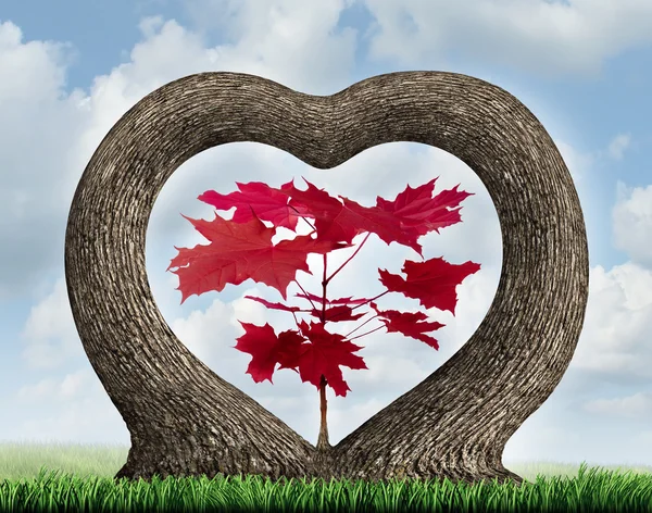 Heart Tree — Stock Photo, Image