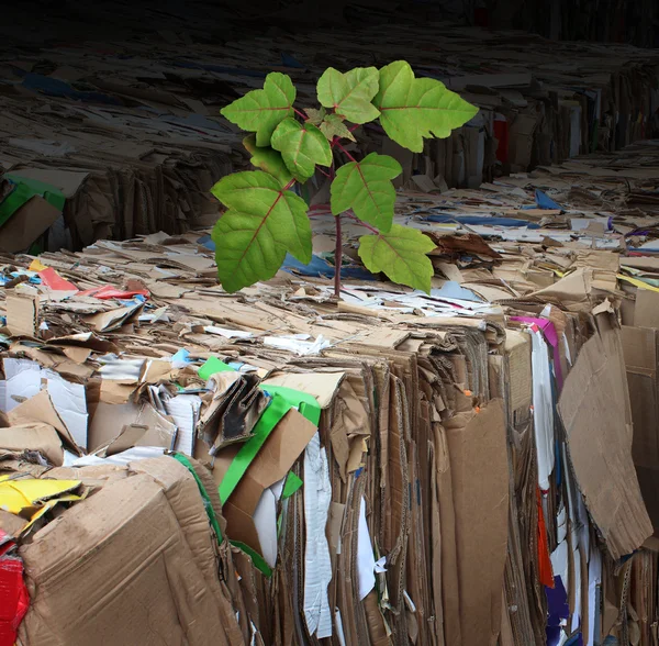 Eco vriendelijke boom — Stockfoto