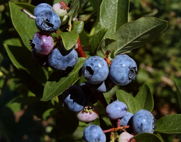 Blueberry заводу — стокове фото