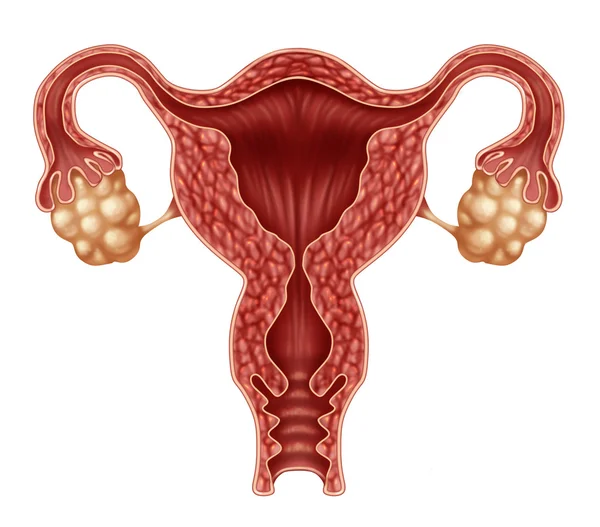 子宮および卵巣 — ストック写真