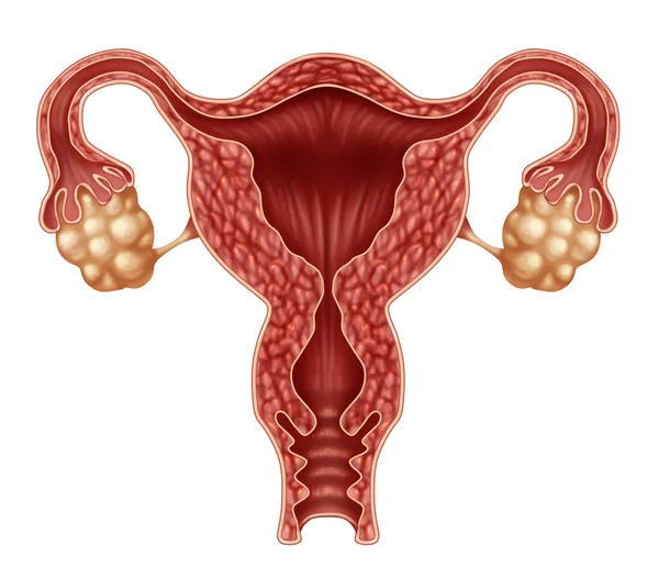 Uterus And Ovaries — Stock Photo, Image