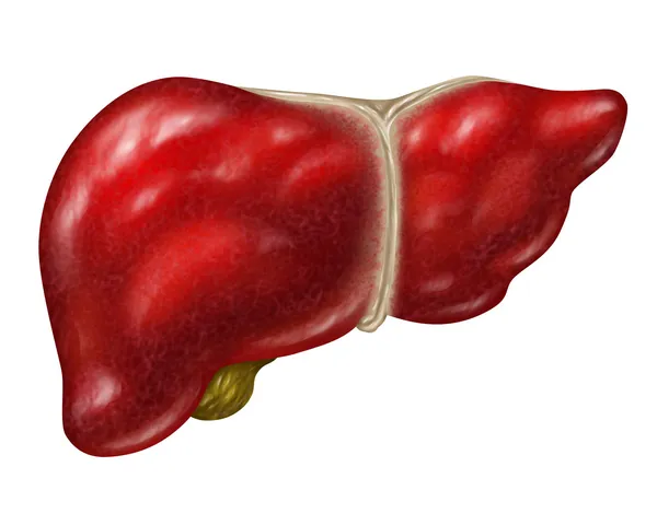 Fígado humano — Fotografia de Stock